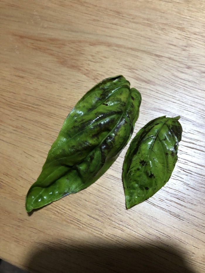 two washed basil leaves that have black and brown spots on them