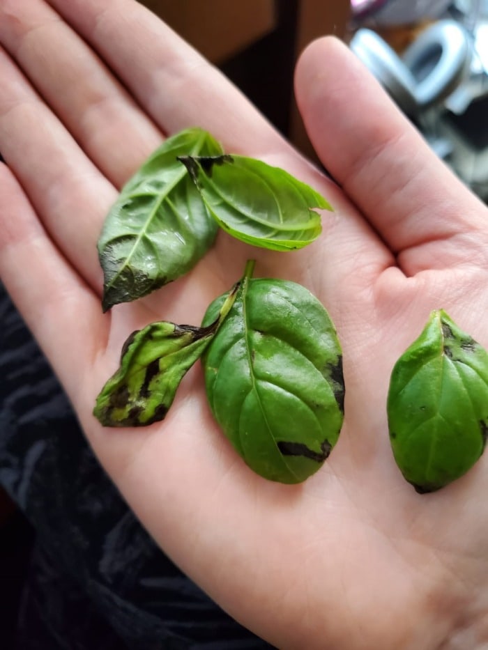 a hand holding five fresh basil leaves that have started turning black