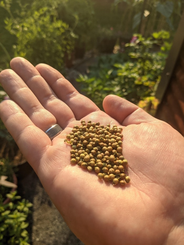 a hand holding freshly-harvested raw coriander seeds