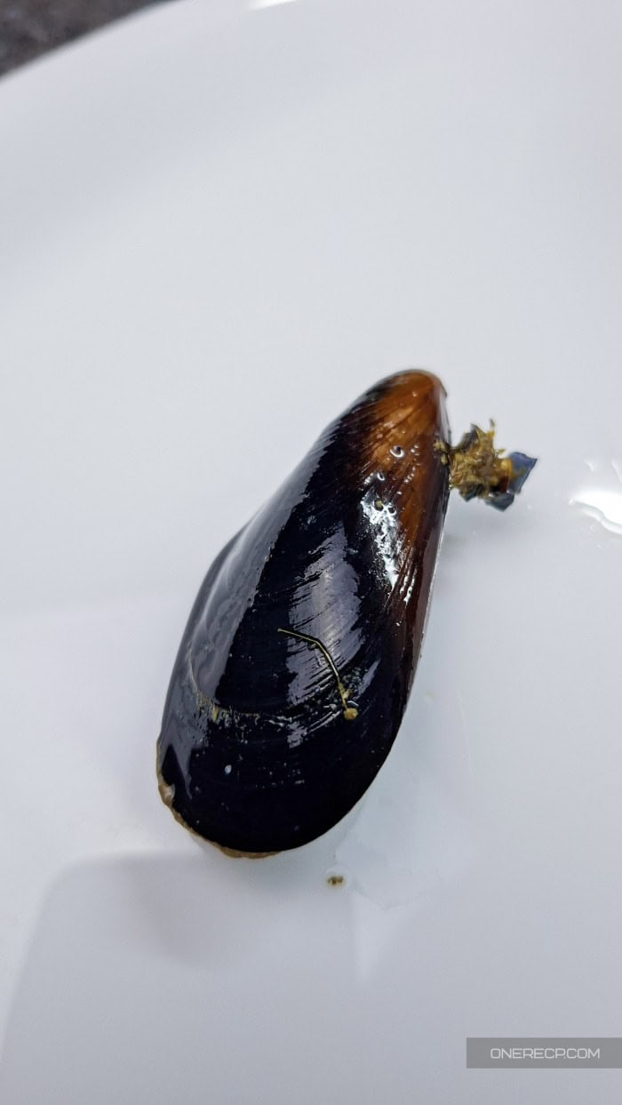 Mussel with a visible beard before removal