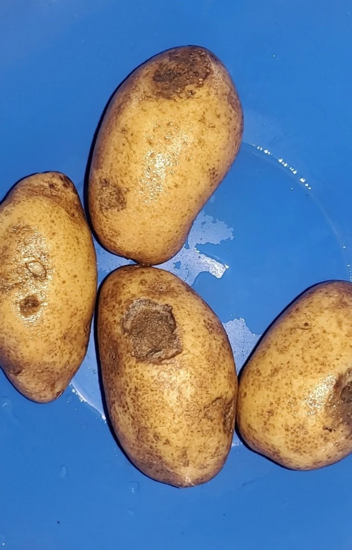 potatoes with large blemishes likely the result of spoilage
