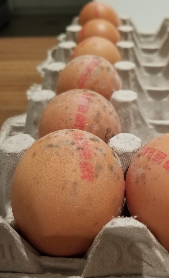 a row of raw eggs with mold spots forming on their shells