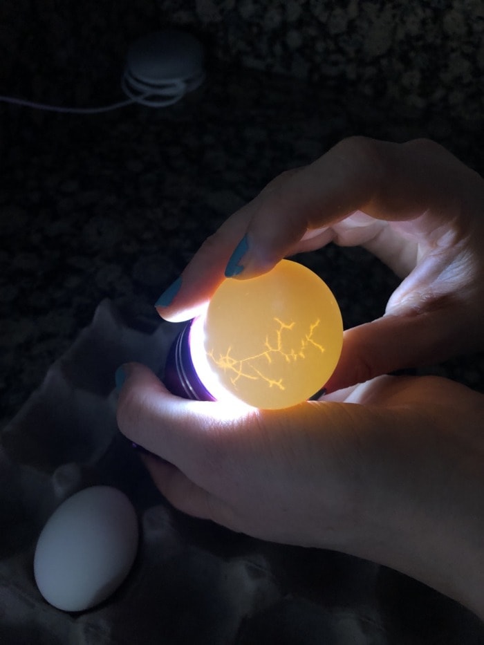 shining a light through an egg