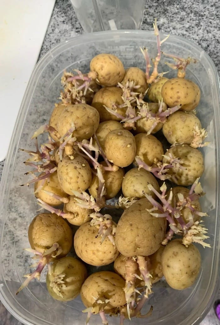 a plastic container with multiple old potatoes that have large sprouts all over them